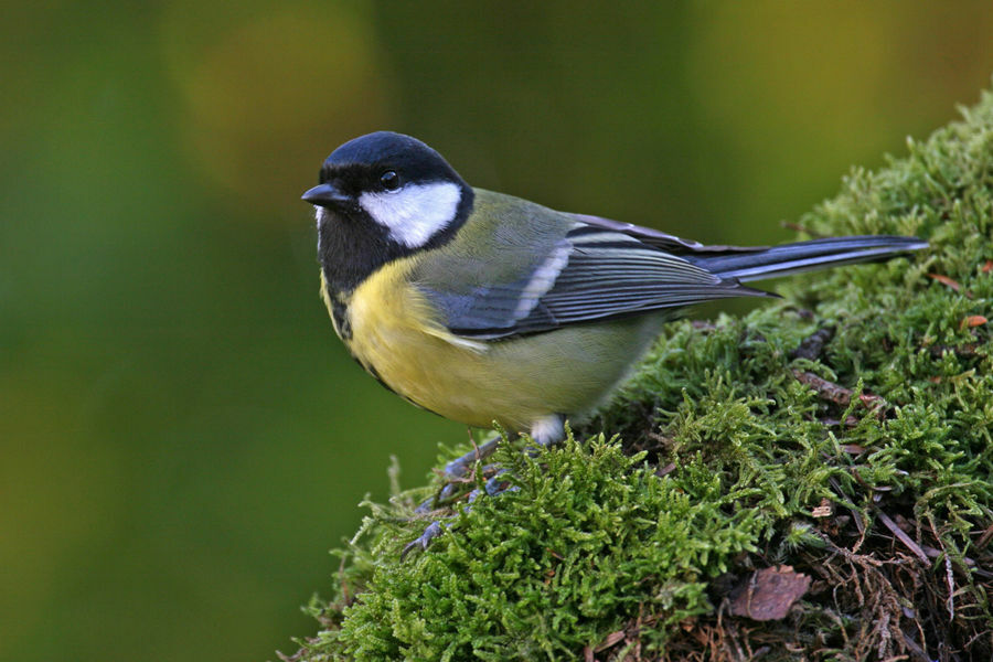 Great Tit