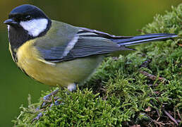 Mésange charbonnière