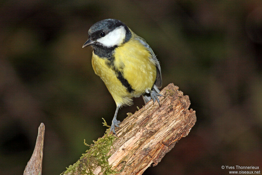 Great Tit