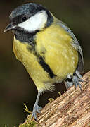 Great Tit