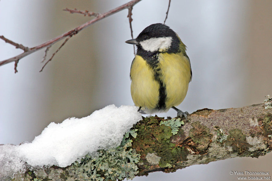 Great Tit