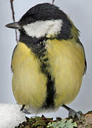 Great Tit