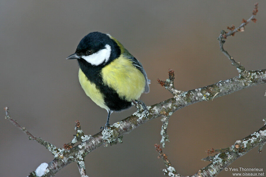 Mésange charbonnière