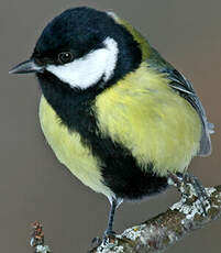 Mésange charbonnière