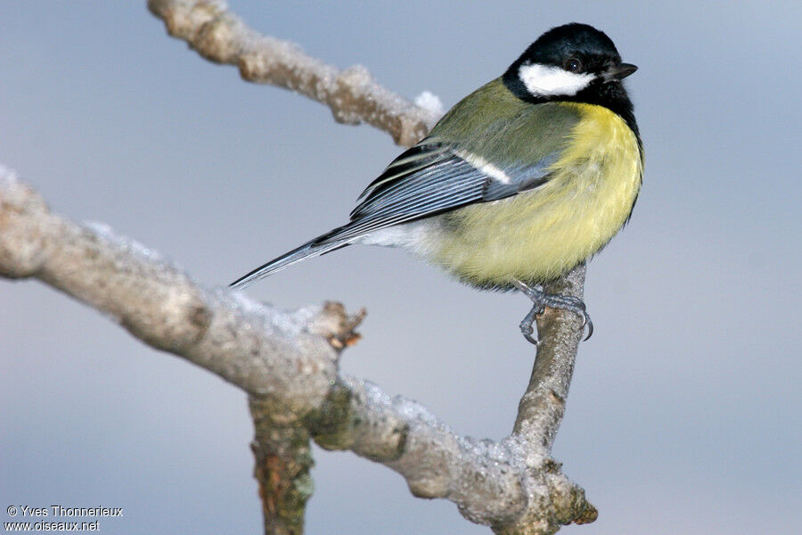 Great Tit