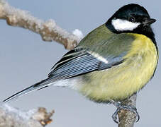 Great Tit