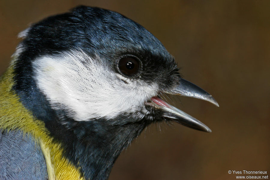 Mésange charbonnière mâle adulte