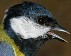 Mésange charbonnière