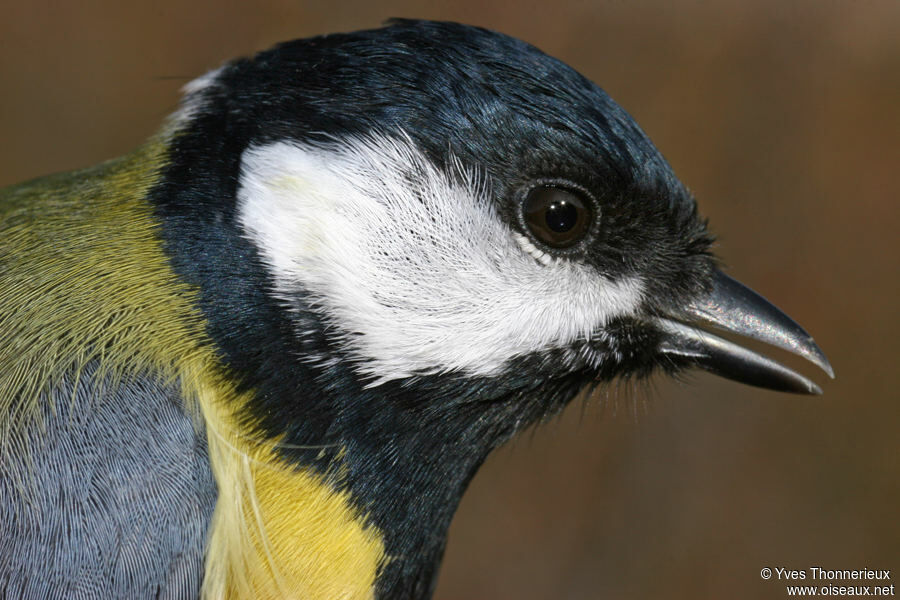 Great Tit male adult