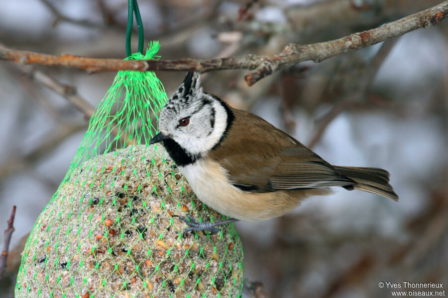 Mésange huppée