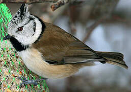 European Crested Tit