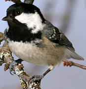 Coal Tit