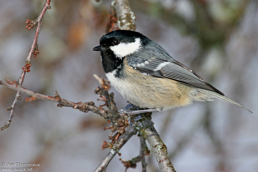 Coal Tit