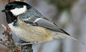 Coal Tit