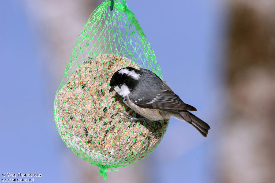 Coal Tit