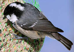 Coal Tit