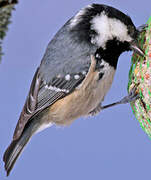 Coal Tit