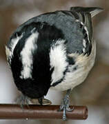 Coal Tit