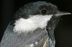 Coal Tit