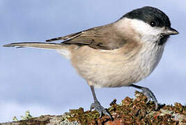 Marsh Tit