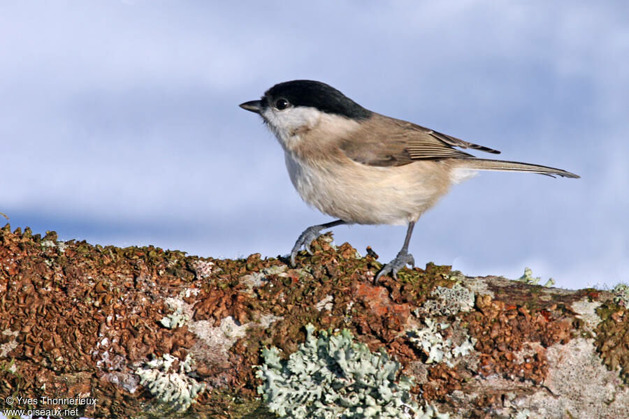 Mésange nonnette