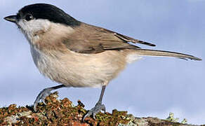 Marsh Tit