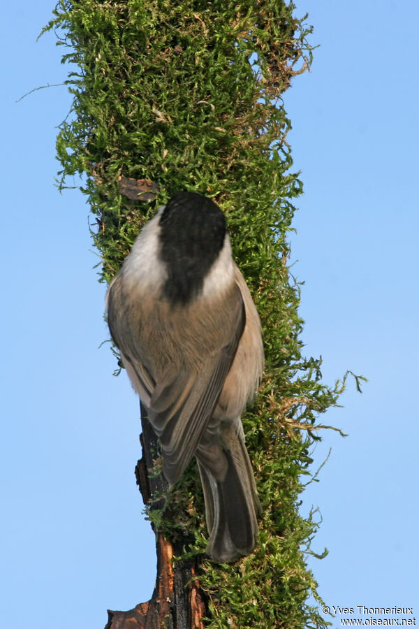 Mésange nonnette