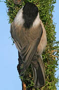 Marsh Tit