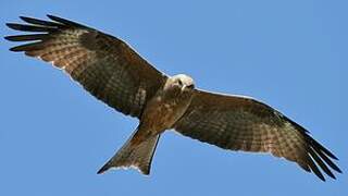 Black Kite