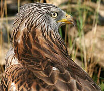 Red Kite