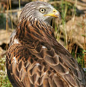 Red Kite