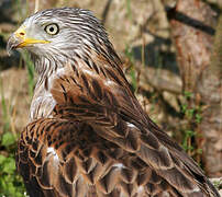 Red Kite