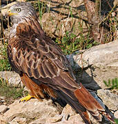 Red Kite