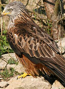 Red Kite