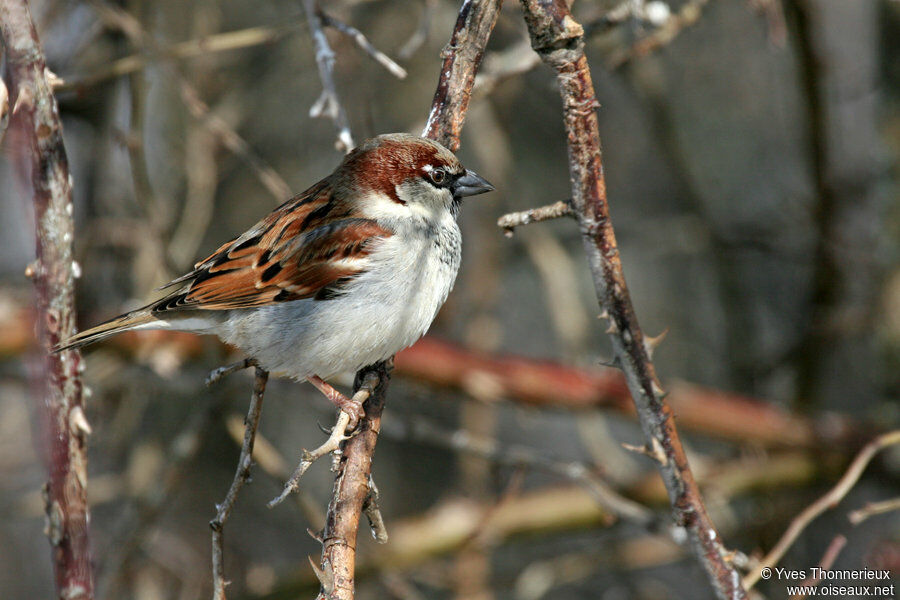 Moineau domestique mâle adulte