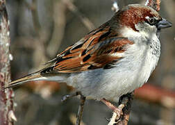 House Sparrow