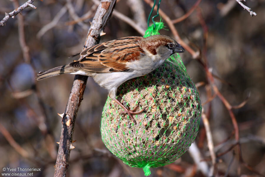 Moineau domestique mâle adulte