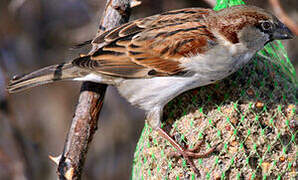 House Sparrow