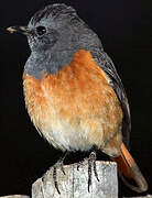 Little Rock Thrush