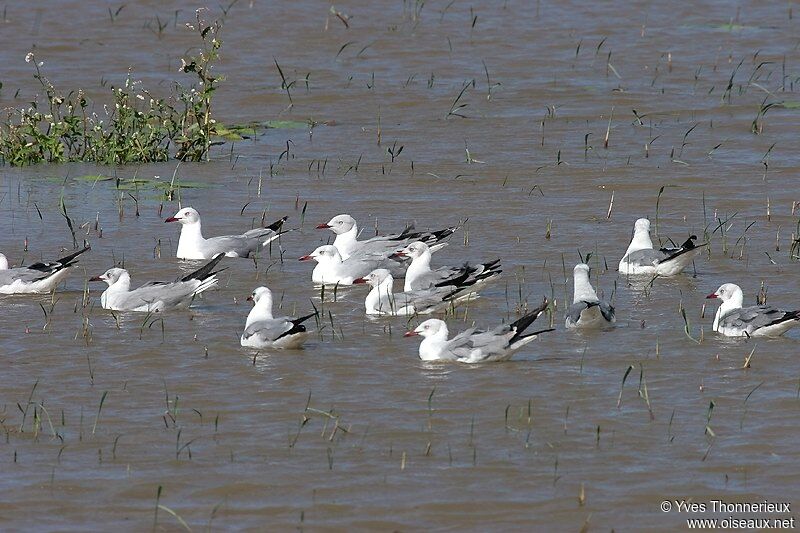 Mouette à tête grise