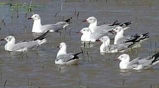 Grey-headed Gull