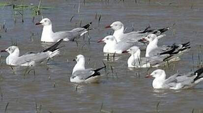 Mouette à tête grise