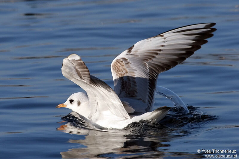 Mouette rieuse