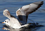 Mouette rieuse