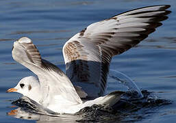 Mouette rieuse