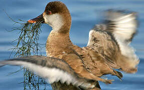 Red-crested Pochard