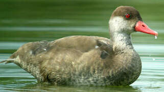 Red-crested Pochard