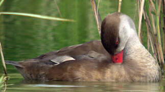 Red-crested Pochard