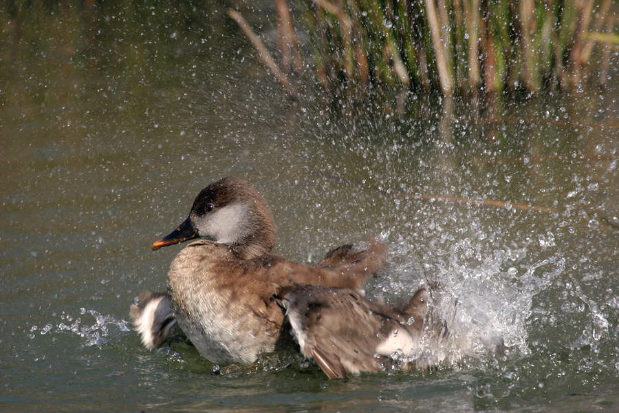 Red-crested Pochard