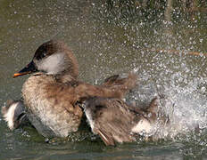 Red-crested Pochard